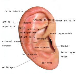 posterior-ear-anatomy-diagram